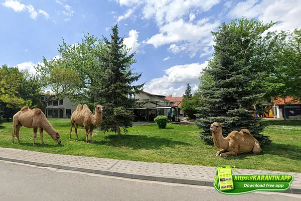 Kamile šetaju Brezom!