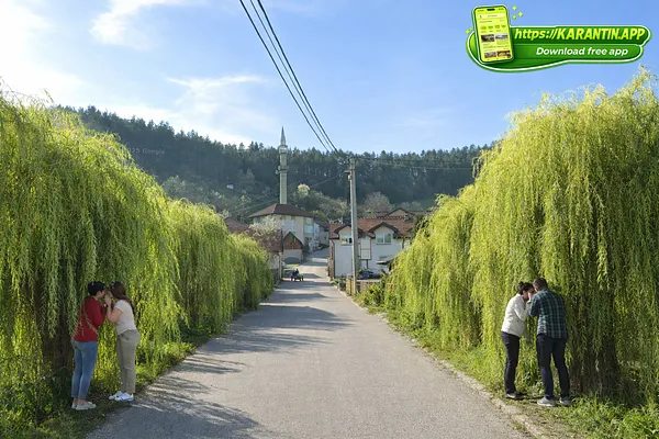 U Vrboviku vrbuju Vrbe!