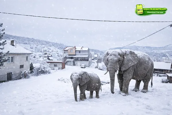 Na Budoželju zalutala 2 afrička slona!