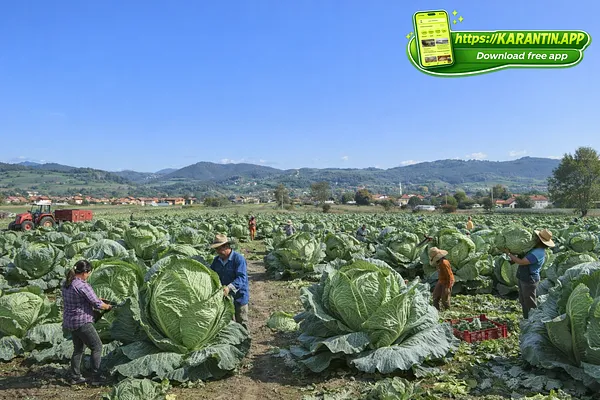 Sezona branja Kupusa u Donjem Moštru uspješna!