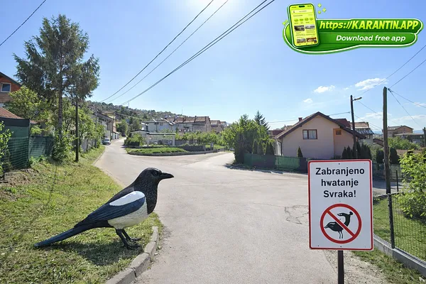 U Švrakinom zabranii hvatanje Svraka!